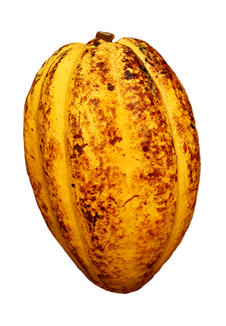 MEDALLA-flavor-cocoa-profile-ingemann